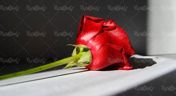 گل رز گلفروشی گالری گل و گیاه