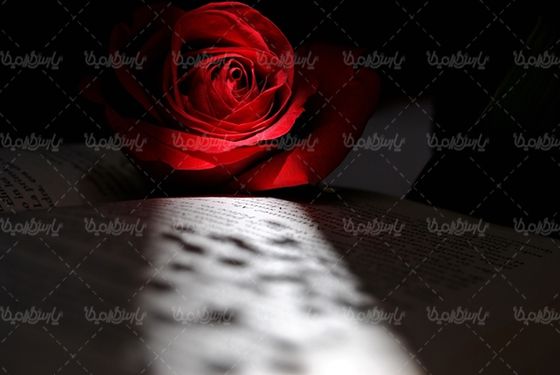 گل رز گلفروشی گالری گل و گیاه