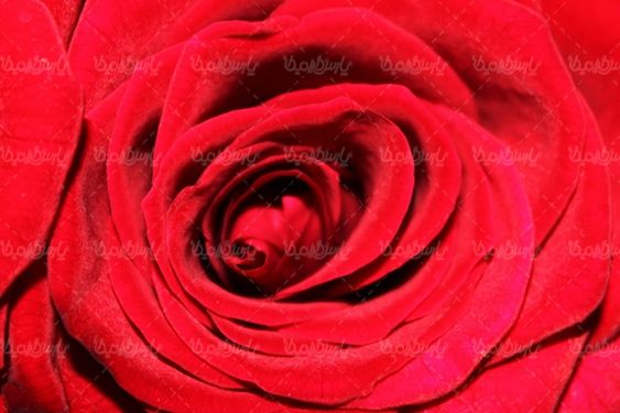 گل رز گلفروشی گالری گل و گیاه