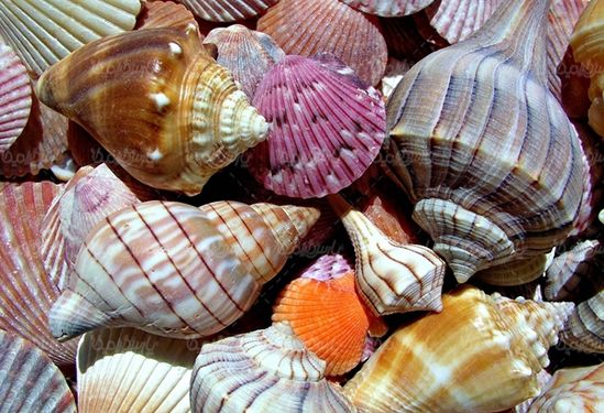 صدف گوش ماهی آبزیان دریایی
