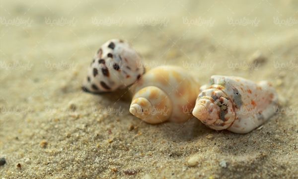 صدف گوش ماهی آبزیان دریایی