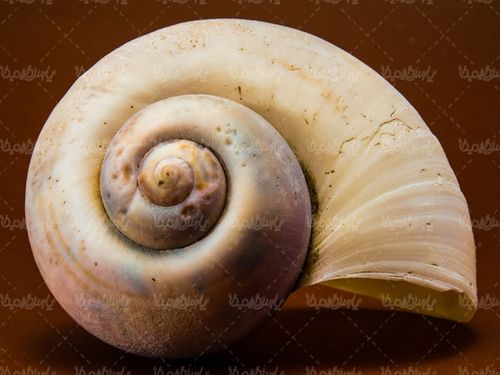 صدف گوش ماهی آبزیان دریایی