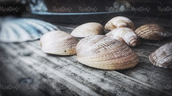 صدف گوش ماهی آبزیان دریایی