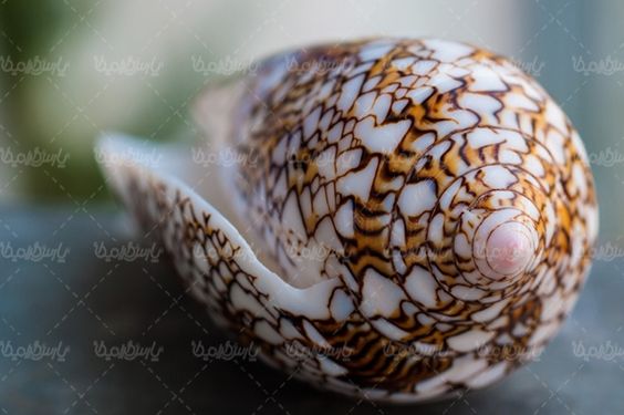 صدف گوش ماهی آبزیان دریایی