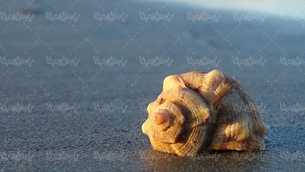 صدف گوش ماهی آبزیان دریایی