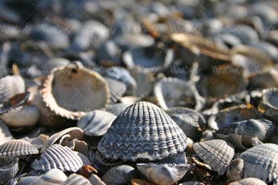 صدف گوش ماهی آبزیان دریایی