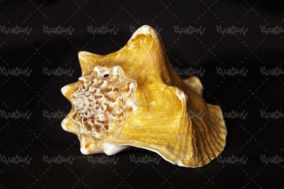 صدف گوش ماهی آبزیان دریایی