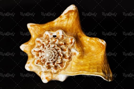 صدف گوش ماهی آبزیان دریایی