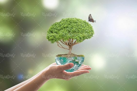 صخره درخت سبزه کره زمین