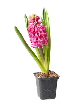 گلدان گلفروشی گل سنبل