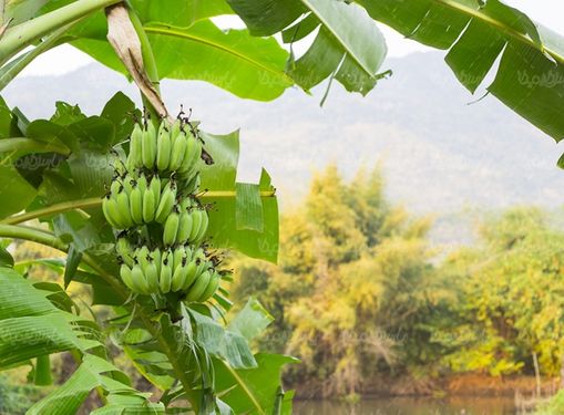 موز میوه فروشی میوه سرا