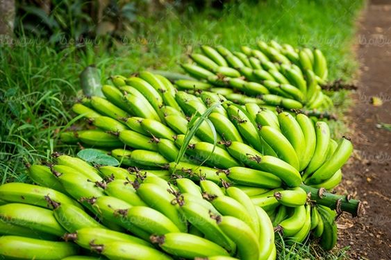 موز میوه فروشی میوه سرا
