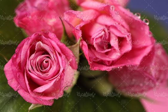گل طبیعی گالری گل و گیاه گل رز