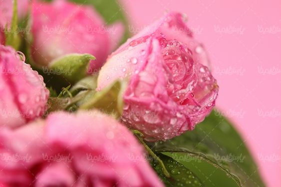 گل طبیعی گالری گل و گیاه گل رز