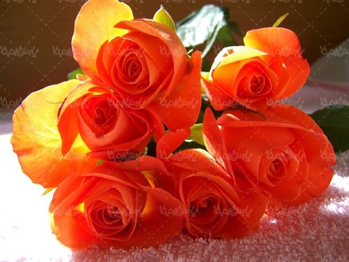 گل طبیعی گالری گل و گیاه گل رز
