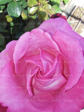 گل طبیعی گالری گل و گیاه گل رز