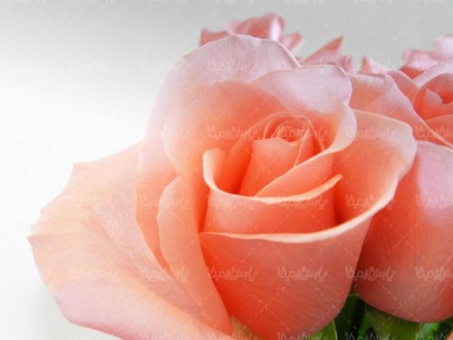 گل طبیعی گالری گل و گیاه گل رز