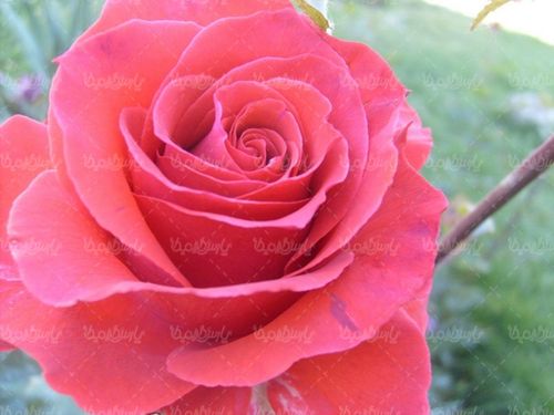 گل طبیعی گالری گل و گیاه گل رز