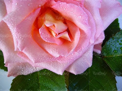گل طبیعی گالری گل و گیاه گل رز