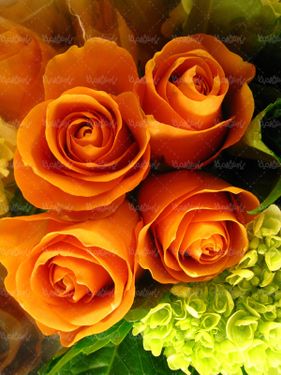 گل طبیعی گالری گل و گیاه گل رز