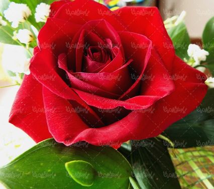 گل طبیعی گالری گل و گیاه گل رز