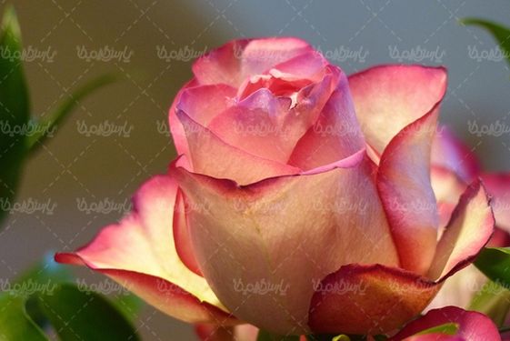 گل طبیعی گالری گل و گیاه گل رز