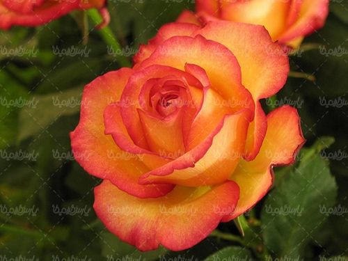 گل طبیعی گالری گل و گیاه گل رز