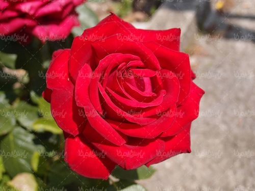 گل طبیعی گالری گل و گیاه گل رز