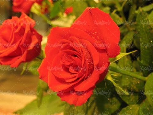 گل طبیعی گالری گل و گیاه گل رز