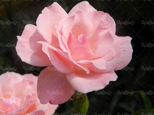 گل طبیعی گالری گل و گیاه گل رز