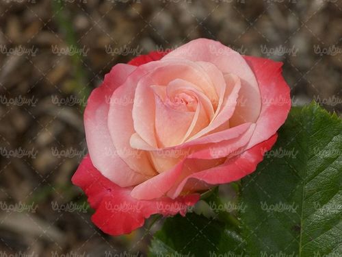 گل طبیعی گالری گل و گیاه گل رز