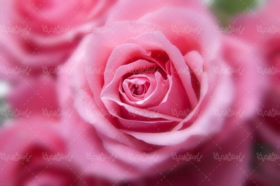 گل طبیعی گالری گل و گیاه گل رز