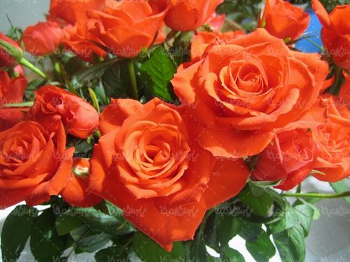 گل طبیعی گالری گل و گیاه گل رز