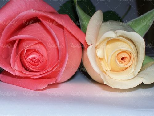 گل طبیعی گالری گل و گیاه گل رز