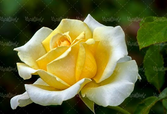 گل طبیعی گالری گل و گیاه گل رز