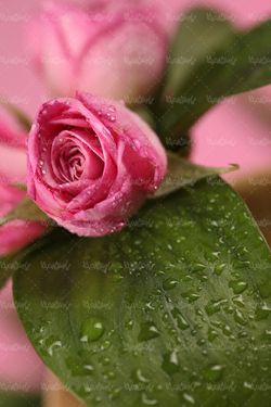 گل طبیعی گالری گل و گیاه گل رز