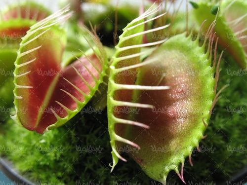 گل طبیعی پرورش گل نمایشگاه گل و گیاه