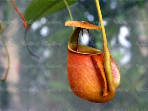 گل طبیعی پرورش گل نمایشگاه گل و گیاه