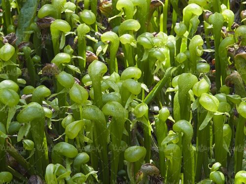 گل طبیعی پرورش گل نمایشگاه گل و گیاه