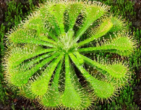 گل طبیعی پرورش گل نمایشگاه گل و گیاه