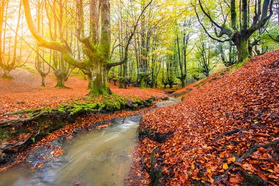پاییز منظره چشم انداز  طبیعت پاییزی