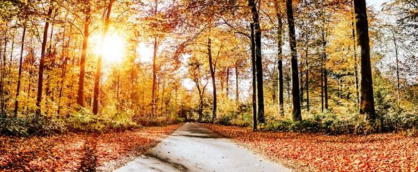 پاییز منظره چشم انداز  طبیعت پاییزی