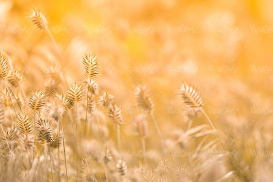 پاییز منظره چشم انداز  طبیعت پاییزی