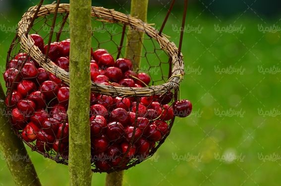 گیلاس میوه فروشی سوپر میوه