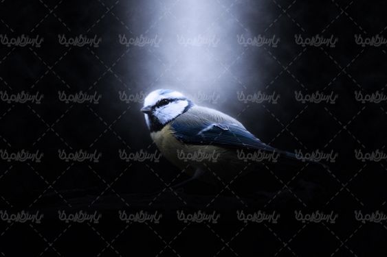 گنجشک پرنده منظره چشم انداز