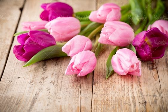 گلفروشی گل طبیعی گالری گل و گیاه