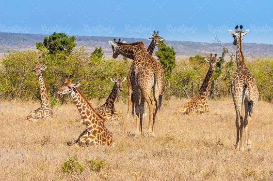 زرافه حیات وحش باغ وحش