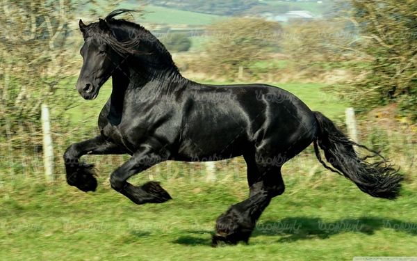 اسب سیاه قشنگ اسب مشکی پرورش اسب