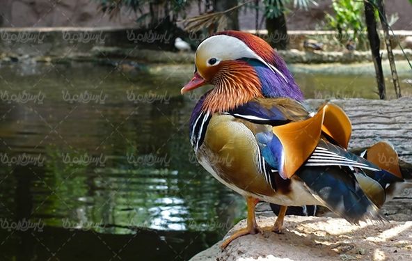 باغ وحش پرنده رودخانه منظره طبیعت