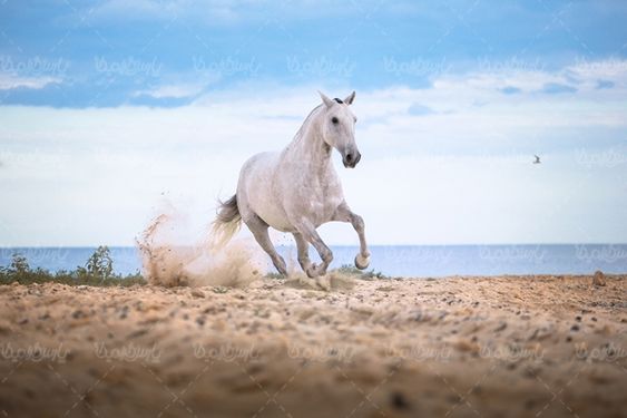 اسب باشگاه سوارکاری  ساحل دریا